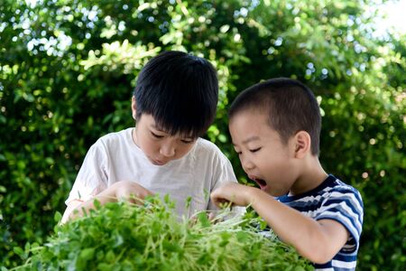 Selective focus at young asian Thai boy hand pick and harvest little seedling of vegetable from black soil in home garden. Earth day and global warming concept.の写真素材