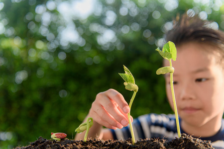 Selective focus at hand, Young Thai boy planting little seedling on the black soil in the garden. Earth day concept.の写真素材