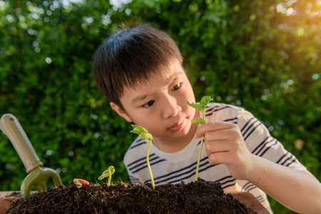 Selective focus at hand, Young Thai boy planting little seedling on the black soil in the garden. Earth day concept.の写真素材