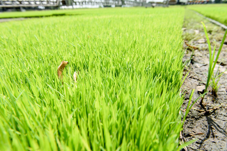 Selective focus a row of Young rice seedling in tray that prepare for tranplanting machine with new technology.の写真素材