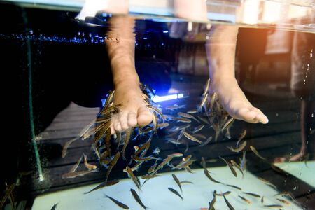 Foot spa by little fish in fresh water by little feet of childrenの写真素材