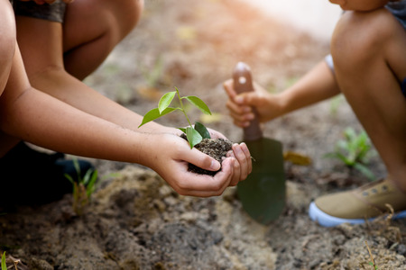 Selective focus at young and little plant seedling that take care and put in a dry soil to grow it. Earth day concept.の写真素材