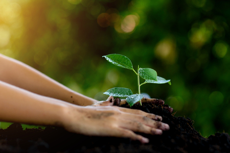Little child hands take care and plant young seedling on a black soil. Earth day concept.の写真素材