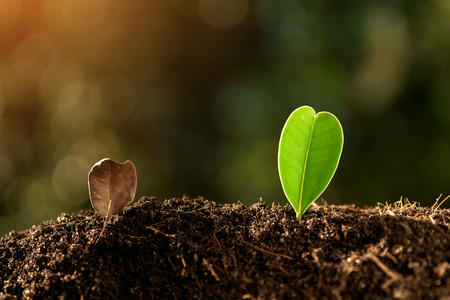 Selective focus on Little seedling plant growing in black soil during summer morning sunlight. Earth...