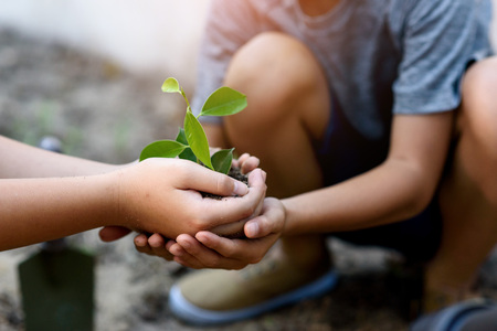 Selective focus at young and little plant seedling that take care and put in a dry soil to grow it. Earth day concept.の写真素材