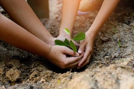 Selective focus at young and little plant seedling that take care and put in a dry soil to grow it. Earth day concept.の写真素材
