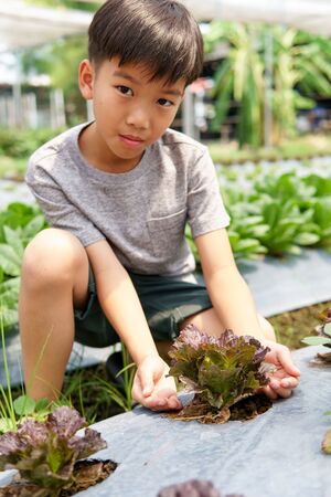 Selective focus at vegetable plant take care by a young Asian boy hand.の写真素材