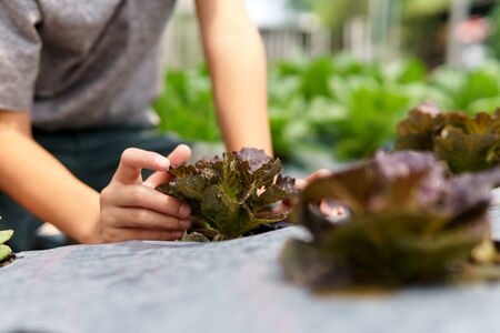 Selective focus at vegetable plant take care by a young Asian boy hand.