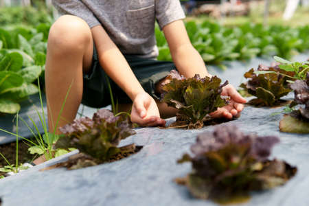 Selective focus at vegetable plant take care by a young Asian boy hand.の写真素材