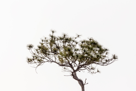 Pine trees on a white background.tropical tree in the northeast of Thailandの写真素材