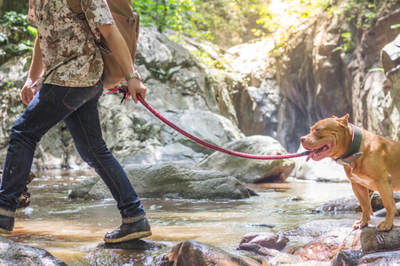 Man with Pit Bull dog Walking near waterfallの写真素材