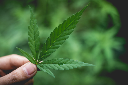 woman's hand holding a cannabis leaf, cannabis on a dark background,の写真素材