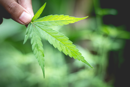 woman's hand holding a cannabis leaf, cannabis on a dark background,の写真素材