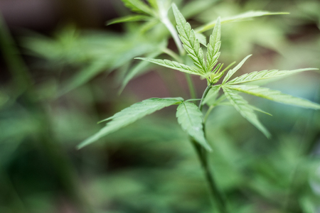 closeup on fresh green marijuana plants, cannabis on a dark background,の写真素材