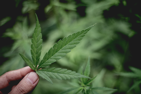 woman's hand holding a cannabis leaf, cannabis on a dark background,の写真素材