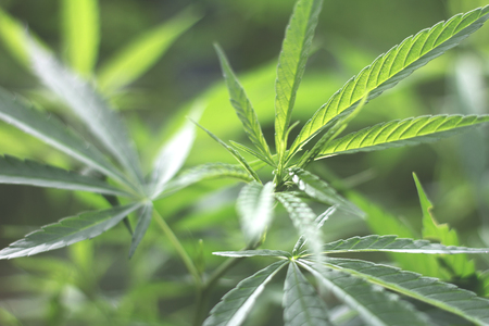 closeup on fresh green marijuana plants, cannabis on a dark background,の写真素材