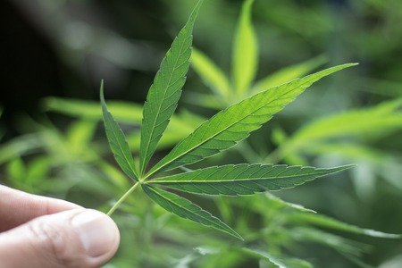 woman's hand holding a cannabis leaf, cannabis on a dark background,の写真素材