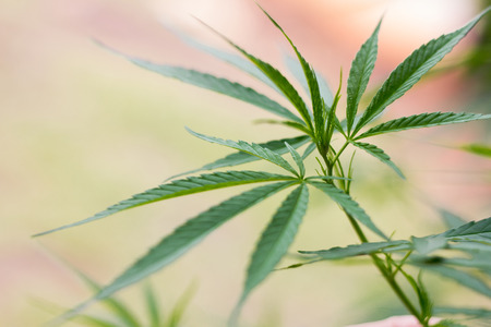 closeup on fresh green marijuana plants, cannabis on a dark background,の写真素材