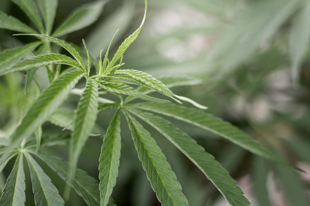 closeup on fresh green marijuana plants, cannabis on a dark background,の写真素材