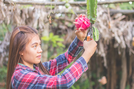Women are collecting dragon fruit, farmer harvested the dragon fruit.の写真素材
