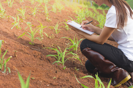 Female farmer recording the growth of corn in corn fields. .の写真素材