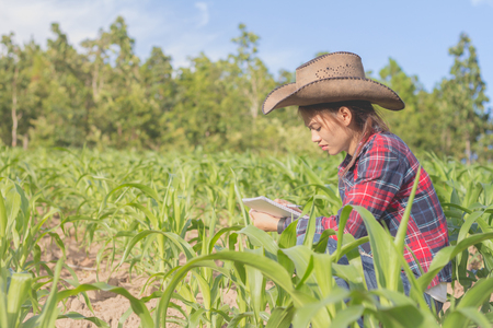 Male farmers are researching and recording the growth of corn on the farm. Agricultural concept.の写真素材