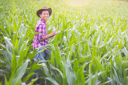 Farmers look at corn plants happily.Agricultural conceptの写真素材