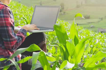 Agricultural researchers are studying the growth of corn plants and recording them in laptops.の写真素材
