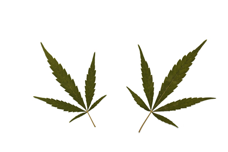 Dried cannabis leaves, marijuana isolated on white background, Happy life with cannabis leaの写真素材