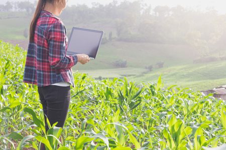 Agronomist analyzing cereals with laptop computer.の写真素材