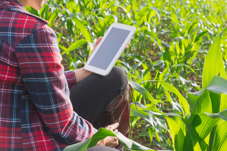 Agronomist examining plant in corn field,  farmer  analyzing corn plant.の写真素材