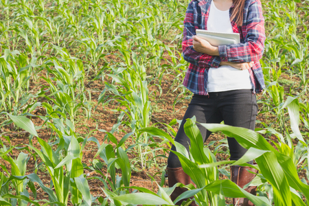 Agronomist examining plant in corn field,  farmer  analyzing corn plant.の写真素材