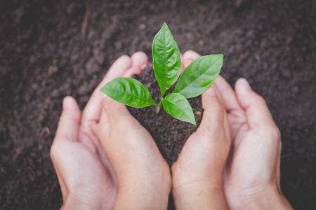 The hands of the woman and child to plant the seedlings in the soil,Seedlings are growing from abundant soil, plant a tree, reduce global warming, World Environment Day ecology concept.の写真素材