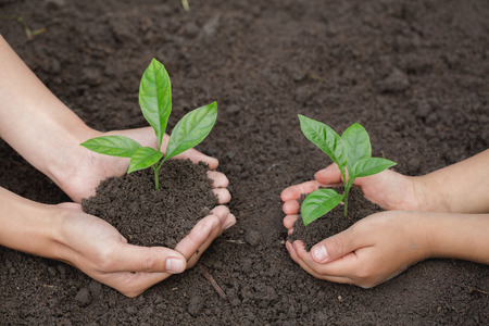 The hands of the woman and child to plant the seedlings in the soil, plant a tree, reduce global warming, World Environment Day ecology concept.の写真素材