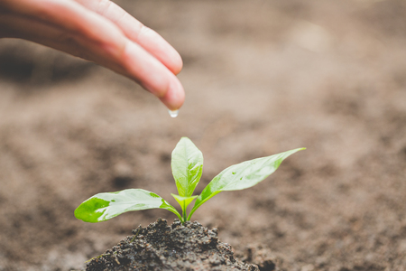 The hands are dripping water to the small seedlings, plant a tree, reduce global warming, World Environment Dayの写真素材