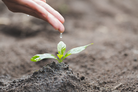 The hands are dripping water to the small seedlings, plant a tree, reduce global warming, World Environment Dayの写真素材