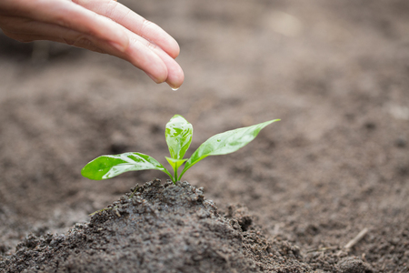 The hands are dripping water to the small seedlings, plant a tree, reduce global warming, World Environment Dayの写真素材
