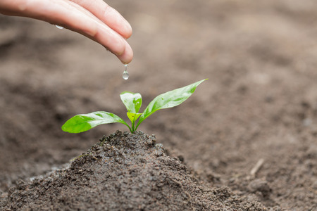 The hands are dripping water to the small seedlings, plant a tree, reduce global warming, World Environment Dayの写真素材