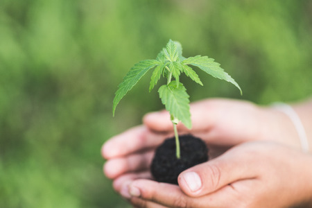 Farmer Holding a Cannabis Plant, Farmers are planting marijuana seedlings.の写真素材