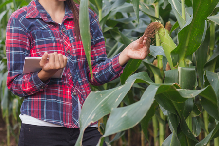 Agronomist examining plant in corn field, Female researchers are examining and taking notes in the corn seed field.の写真素材