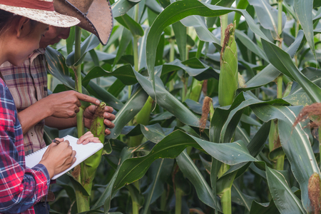Agronomist examining plant in corn field, Couple farmer and researcher analyzing corn plant.の写真素材