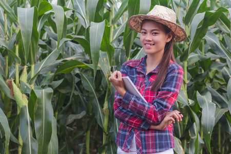 Young farmers are in the corn plantations,  Female researchers are examining and taking notes in the corn seed field.の写真素材