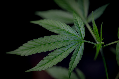 Cannabis leaves of a plant on a dark background, medicinal agricultur.の写真素材