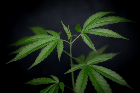 seedling of cannabis, Cannabis leaves of a plant on a dark background, medicinal agricultur.の写真素材