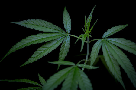seedling of cannabis, cannabis leaf grow grow , Cannabis leaves of a plant on a dark background, medicinal agricultur.の写真素材