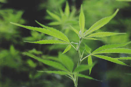 cannabis medical leaves, cannabis hemp leaf outdoors, medicinal agricultur.の写真素材