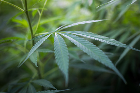 cannabis leaf grow grow marijuana green farm medicinal agriculturの写真素材