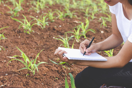 Young farmers are in the corn plantations,  Female researchers are examining and taking notes in the corn seed field.の写真素材