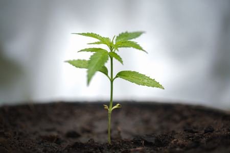 seedling of cannabis, Growth of marijuana trees , Cannabis leaves of a plant on a dark background, medicinal agricultur.の写真素材