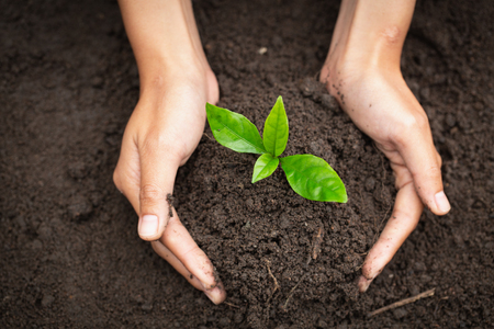 Hand protects seedlings that are growing, Environment Earth Day In the hands of trees growing seedlings, reduce global warming, concept of love the world.の写真素材